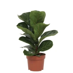 Ficus Lyrata Bambino M12 40cm