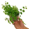 Ficus Pumila Sunny M9