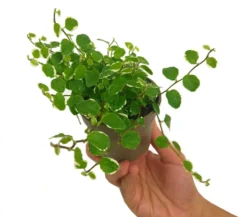 Ficus Pumila Sunny M9