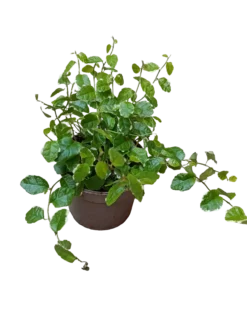 Ficus Pumilla Enredadera De Interior Y Terrario