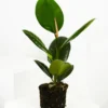 Ficus Robusta | Altura 35cm - Diámetro 12cm