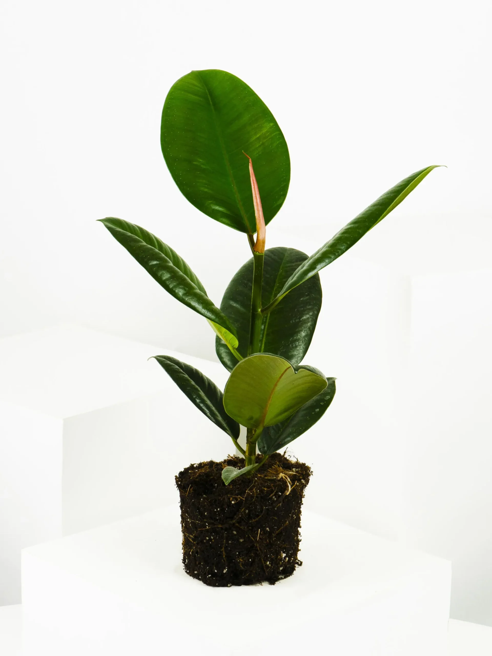 Ficus Robusta | Altura 35cm - Diámetro 12cm