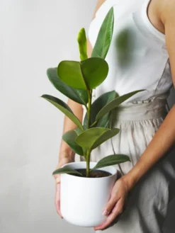 Ficus Robusta | Altura 35cm - Diámetro 12cm