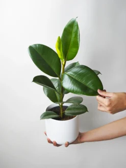 Ficus Robusta | Altura 35cm - Diámetro 12cm