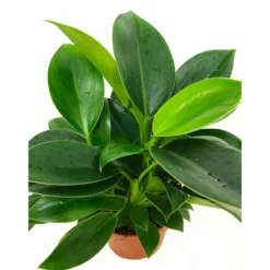 Filodendro Philodendron Green Princes M12 35cm