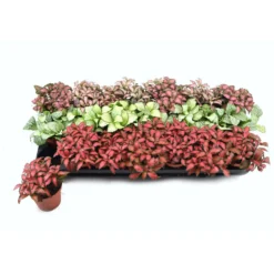 Fittonia Variada M8