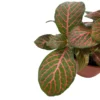 Fittonia Variedad Con Hojas Coloridas