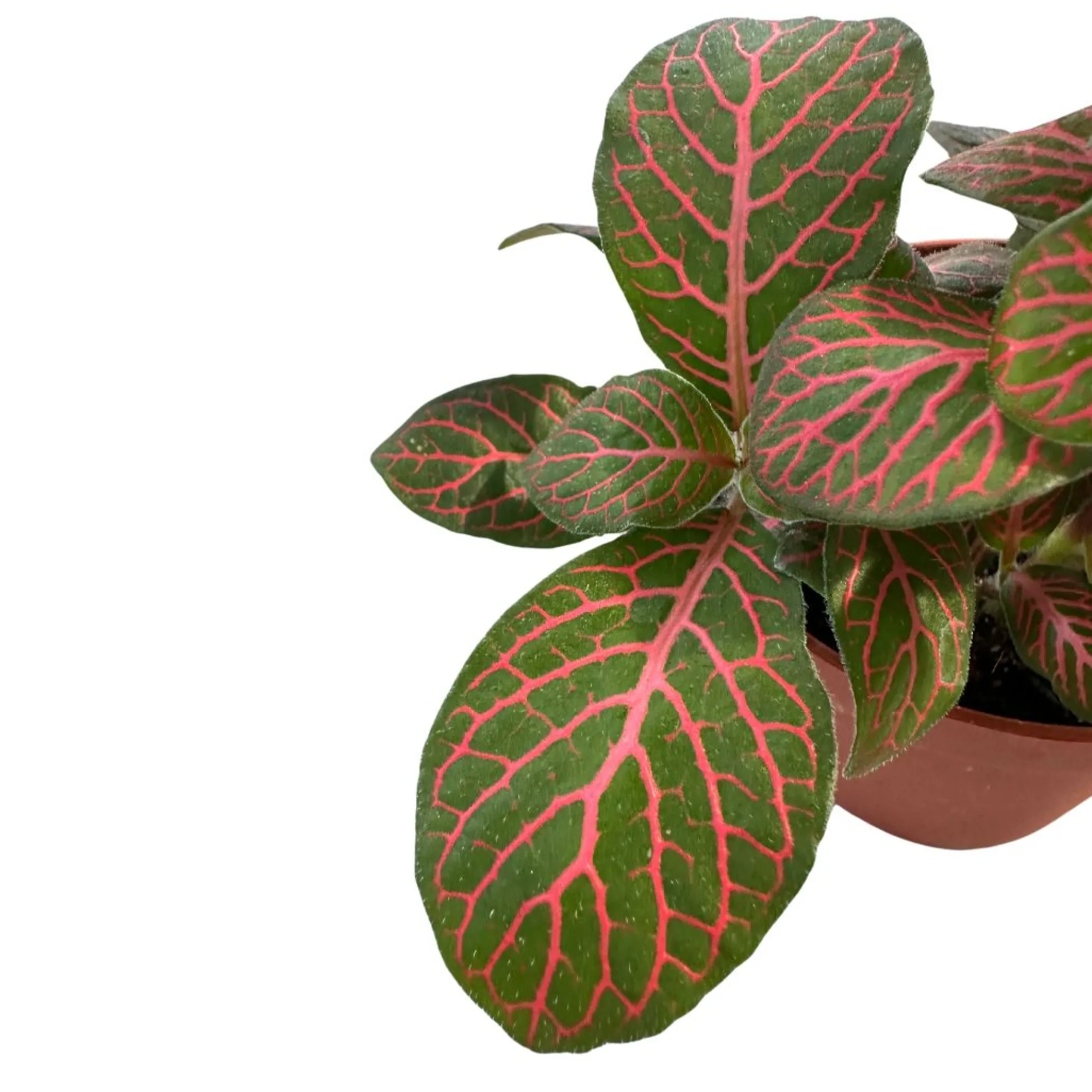 Fittonia Variedad Con Hojas Coloridas