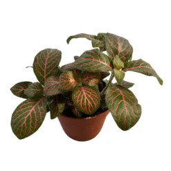 Fittonia Variedad Con Hojas Coloridas