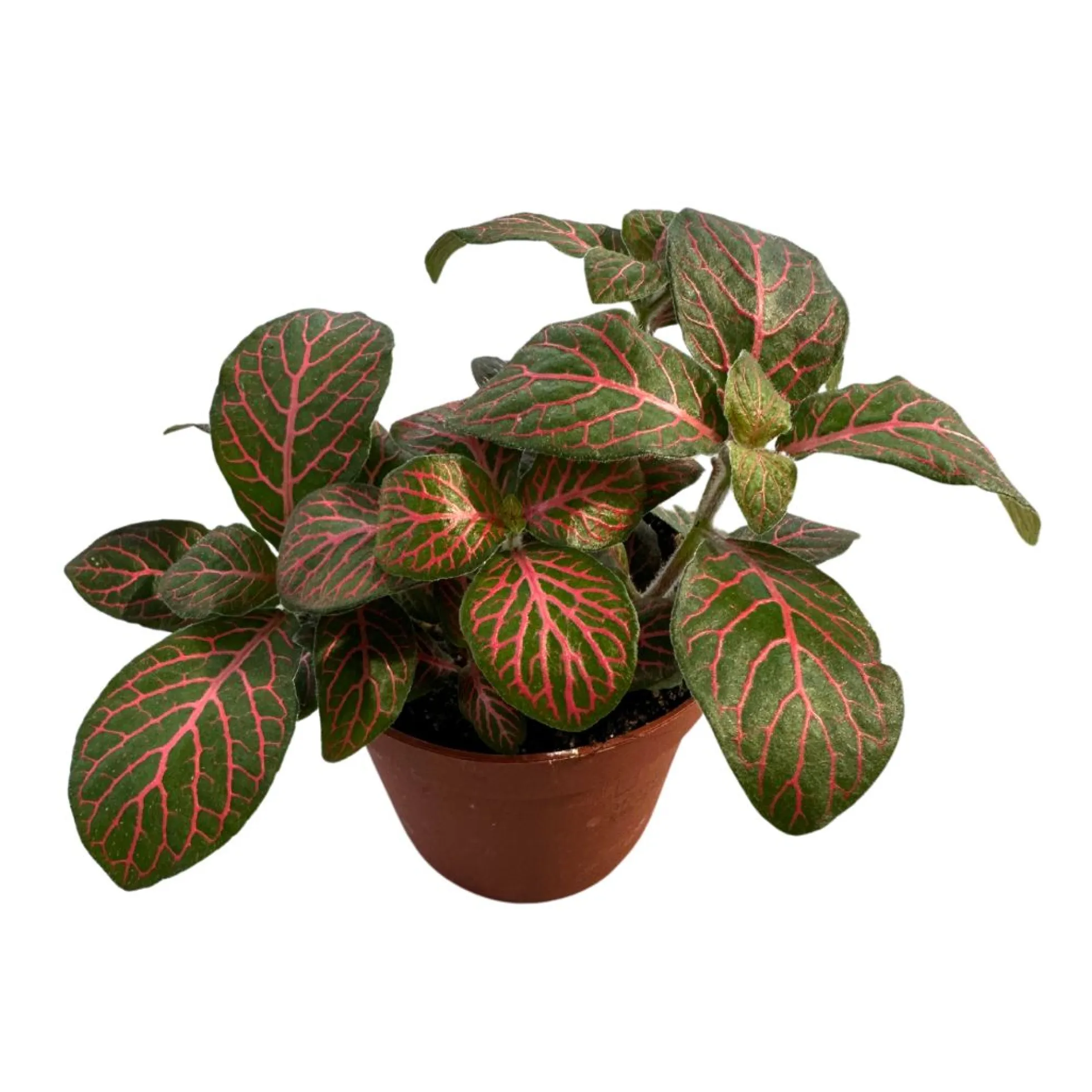 Fittonia Variedad Con Hojas Coloridas