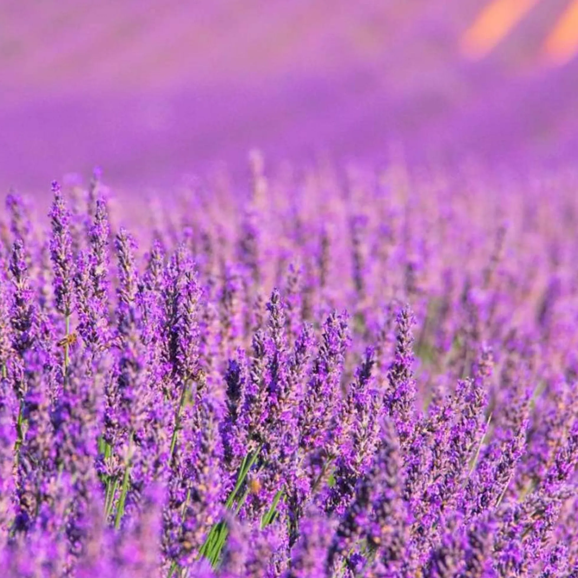 Fragancia Para Lámpara Catalítica Aroma Lavender Expression (500ml) - Elimina Malos Olores, Perfuma Y Limpia El Ambiente