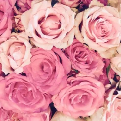 Fragancia Para Lámpara Catalítica Aroma Bed Of Roses (200ml) - Elimina Malos Olores E Impurezas, Perfuma Y Limpia