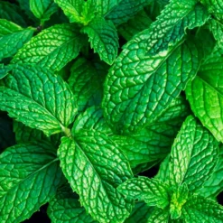 Fragancia Para Lámpara Catalítica Aroma Mountain Mint (500ml) - Elimina Malos Olores, Perfuma Y Limpia El Ambiente
