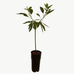 Frutal Aguacate Hass - Planta Natural - Maceta Tubo - Altura Aprox. 120cm.