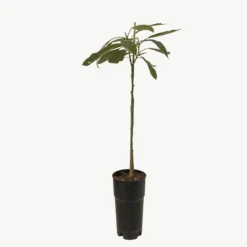 Frutal Aguacate Hass - Planta Natural - Maceta Tubo - Altura Aprox. 120cm.