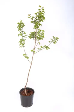 Frutal Albaricoquero Currot - Planta Natural - Maceta 26cm - Altura Aprox. 120/150