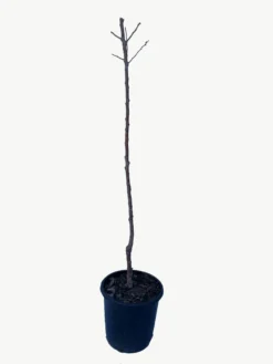 Frutal Albaricoquero Hueso Dulce- Planta Natural - Maceta 26cm - Altura Aprox. 120/150