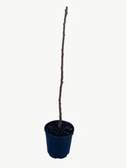 Frutal Cerezo Autofértil - Planta Natural - Maceta 26cm. - Altura Aprox. 120/150