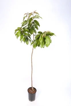 Frutal Cerezo Autofértil - Planta Natural - Maceta 26cm. - Altura Aprox. 120/150
