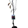 Frutal Cerezo Cristalino Maceta 140 Cm