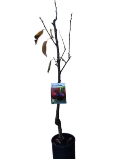 Frutal Cerezo Napoleón Maceta 140 Cm