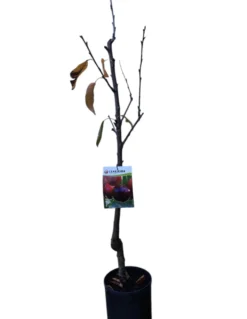Frutal Cerezo Summit Maceta 140 Cm