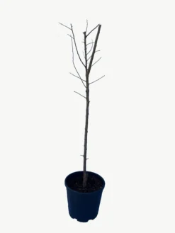 Frutal Ciruelo Friar - Planta Natural - Maceta 26cm. - Altura Aprox. 120/150