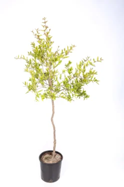 Frutal Granado Mollar - Planta Natural - Maceta 20cm. - Altura Aprox. 90/125