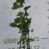 Frutal Grosella Rojo Maceta 70 CM