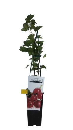 Frutal Grosella Rojo Maceta 70 CM