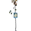 Frutal Peral Williams Maceta 140 Cm