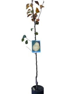 Frutal Peral Williams Maceta 140 Cm
