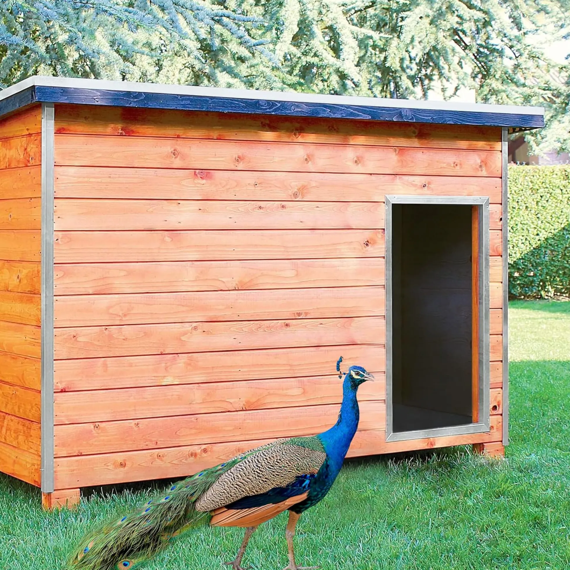 Gallinero Para Pavos Y Otras Grandes Aves - Caseta Para Animales - Refugio Para Cabras Y Ovejas