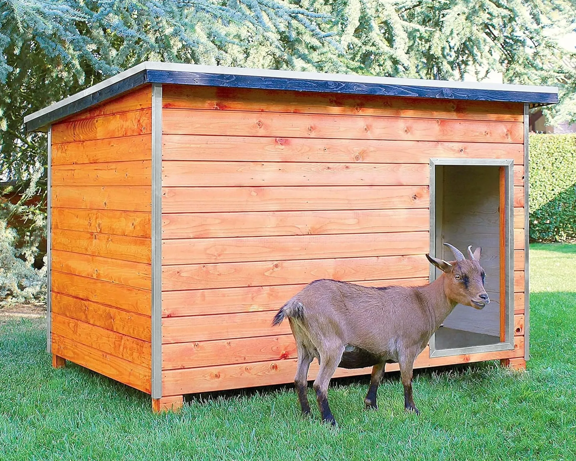 Gallinero Para Pavos Y Otras Grandes Aves - Caseta Para Animales - Refugio Para Cabras Y Ovejas
