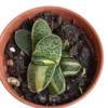 Gasteria Bicolor Planta Suculenta Ø5