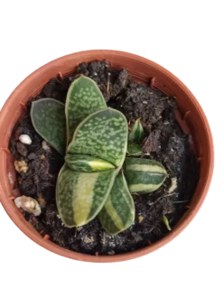 Gasteria Bicolor Planta Suculenta Ø5