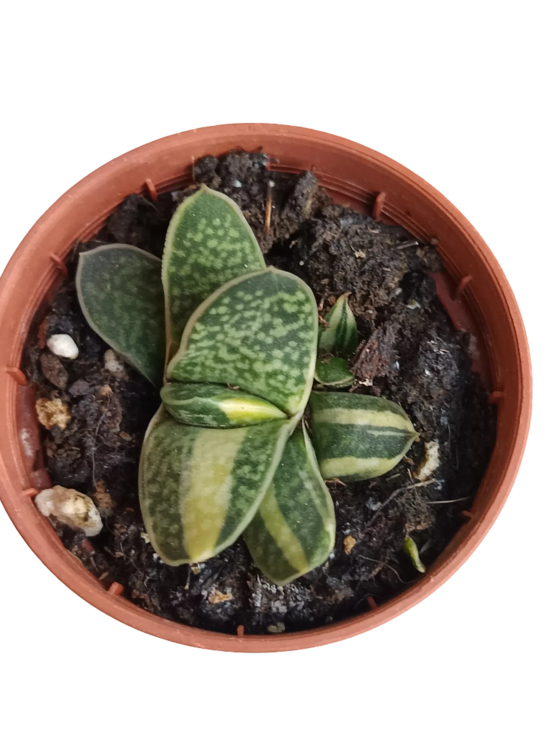 Gasteria Bicolor Planta Suculenta Ø5