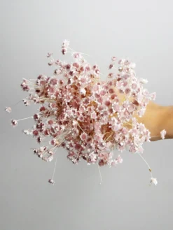 Glixia Seca