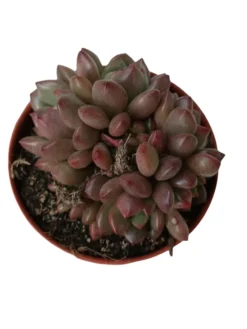 Graptoveria Bashful Planta Suculenta Ø5 Cm