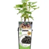 Grosella Negra En Maceta 2 L. Natural - Fitoralia