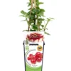 Grosella Roja En Maceta 2 L. Natural - Fitoralia