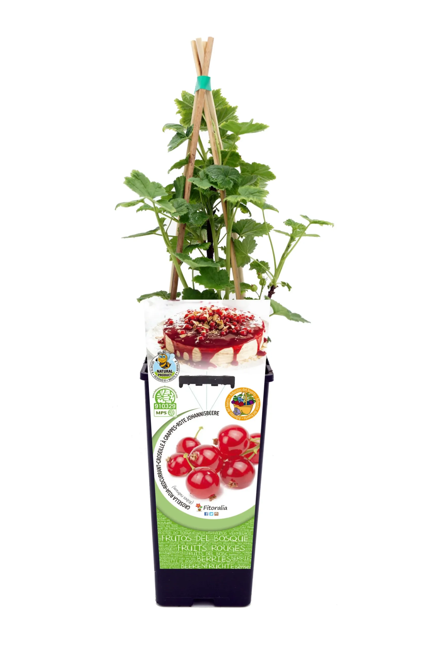 Grosella Roja En Maceta 2 L. Natural - Fitoralia