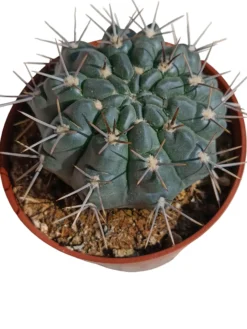 Gymnocalycium Gibbosum Var Nigrum Planta Suculenta Natural Ø8