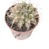 Gymnocalycium Schickendantzii Planta Suculenta Natural Ø5
