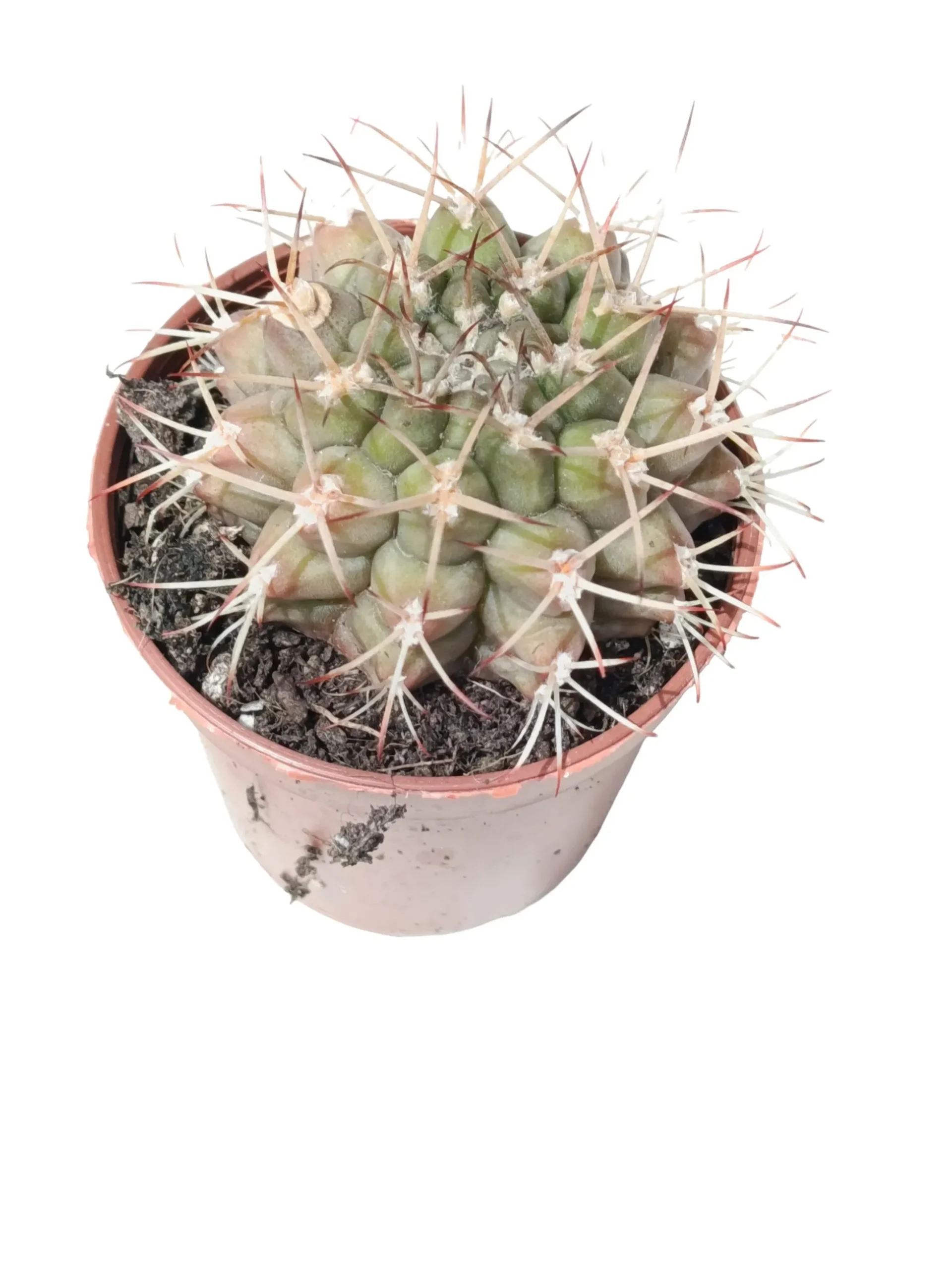 Gymnocalycium Schickendantzii Planta Suculenta Natural Ø5
