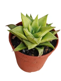 Haworthia Angustifolia Var. Baylissii Planta Suculenta Natural Ø5