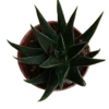 Haworthia Beccaria Plantas Suculentas Ø5
