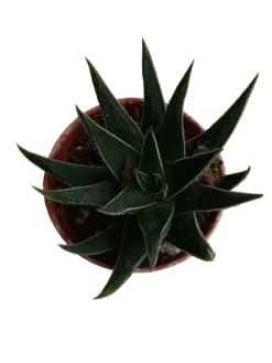 Haworthia Beccaria Plantas Suculentas Ø5