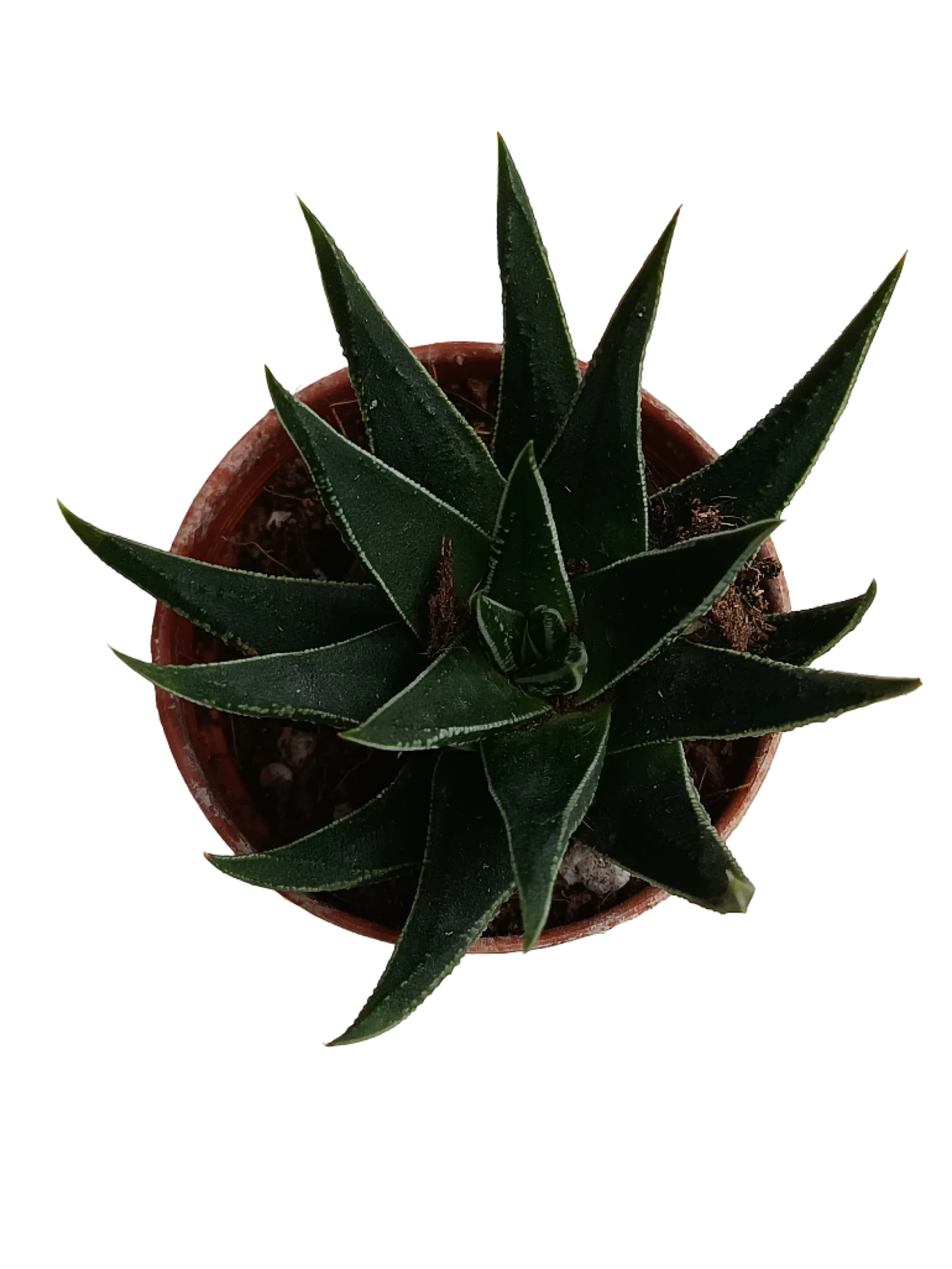 Haworthia Beccaria Plantas Suculentas Ø5