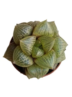Haworthia Emelyae Var. Comptoniana Planta Suculenta Natural Ø5